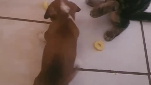 Puppy vs Cat