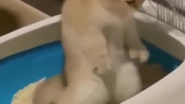 fun animals