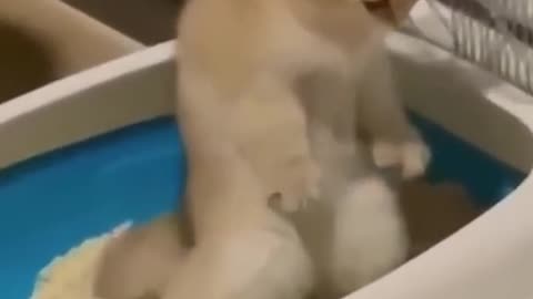 fun animals