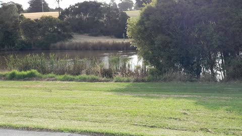 Ducks in Pond in Uni grounds