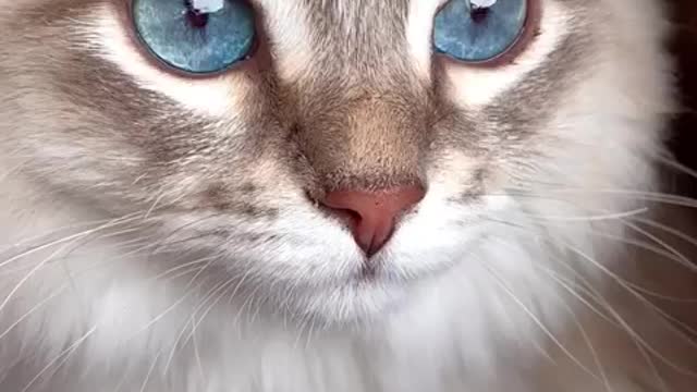 Amazing lovely cat with beautiful blue eyes