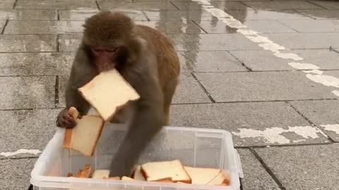 Fierce climbing monkeys compete for food