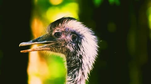 Ostrich
