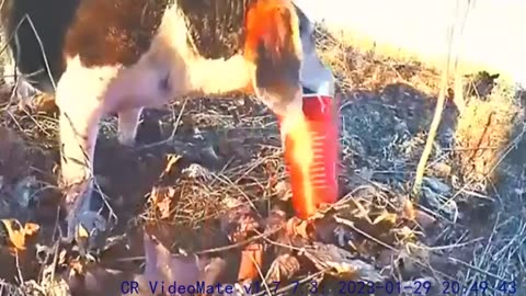 Rat Unexpectedly Planned Strong Needle Mushroom