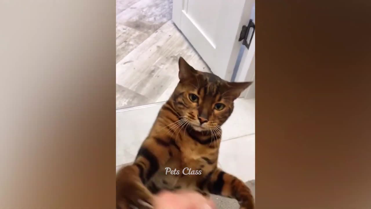Funniest Animals 2023 Funny Cats and Dogs Videos 3