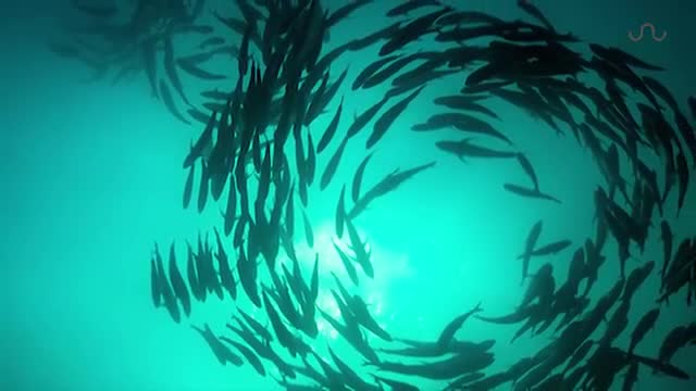 TUNA TORNADO - Huge Swarm of Jack Fish Dwarf Scuba Diver