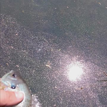 Big bluegill