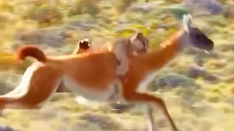 fight