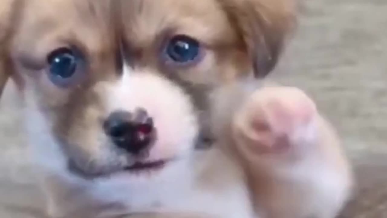 Adorable Puppy Mayhem: Cutest Moments Compilation