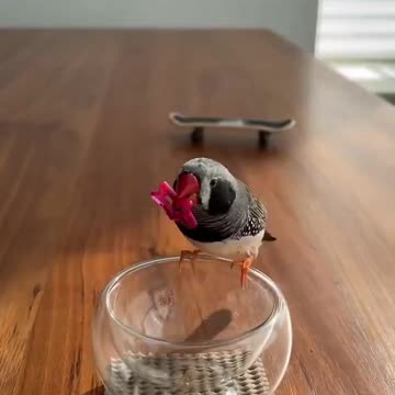 Zebra Finch are smart 😍