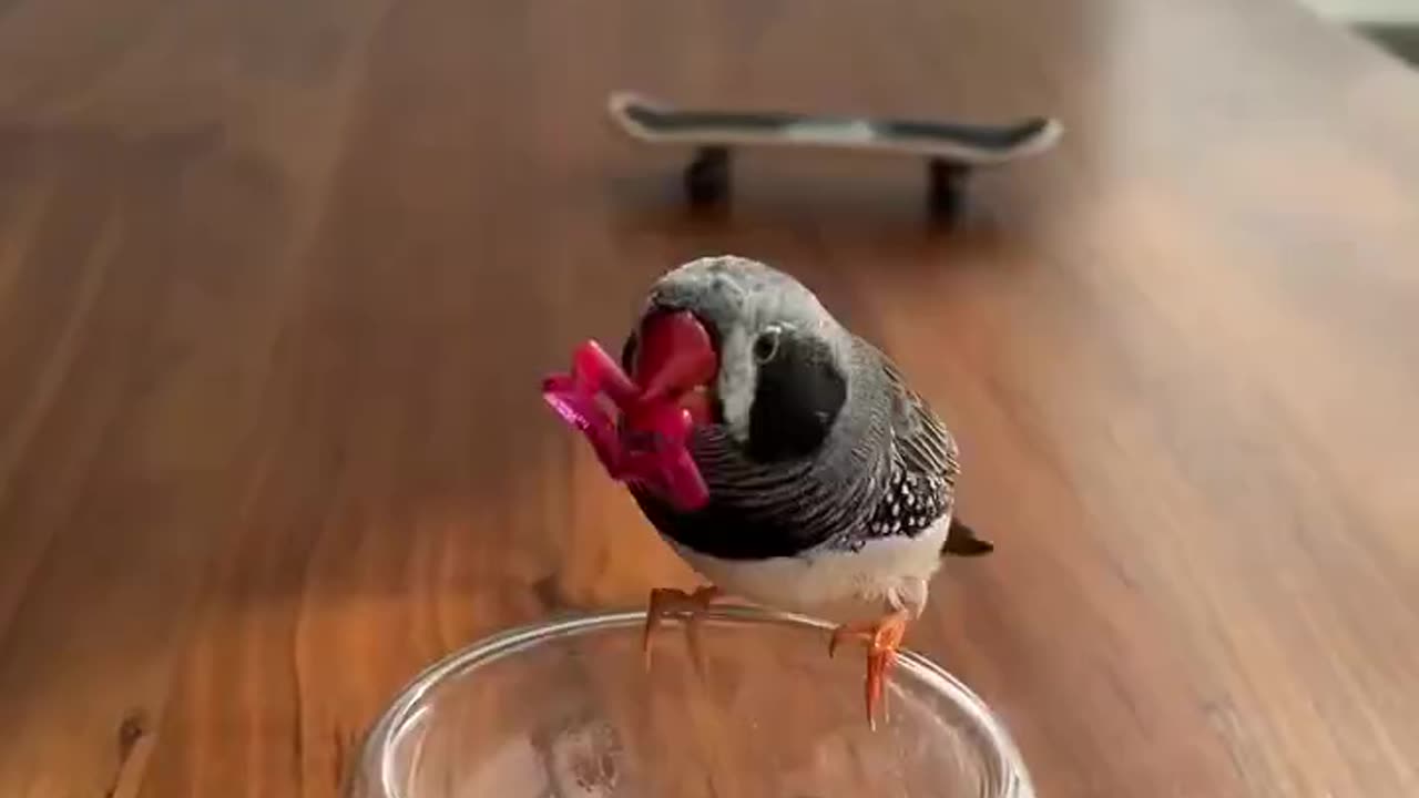 Zebra Finch are smart 😍