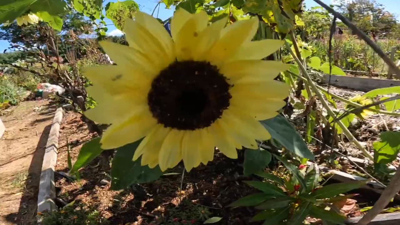 Sunflower