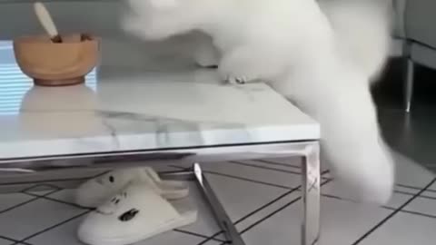 Funny Animal Vedio