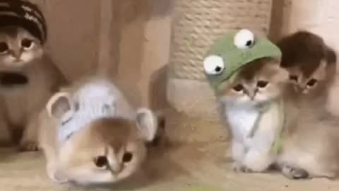 Cute Cat Gif