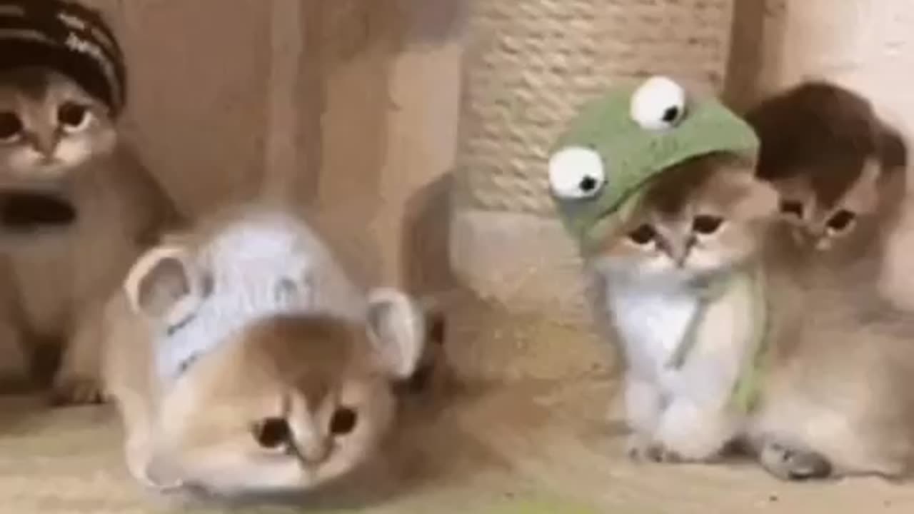 Cute Cat Gif
