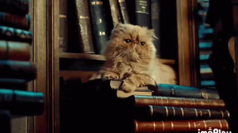 Library Cat Gif 📚