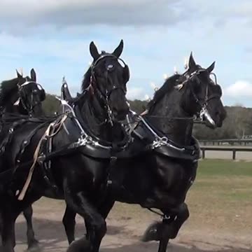 Champions in the Florida All Breed Six Horse Hitch