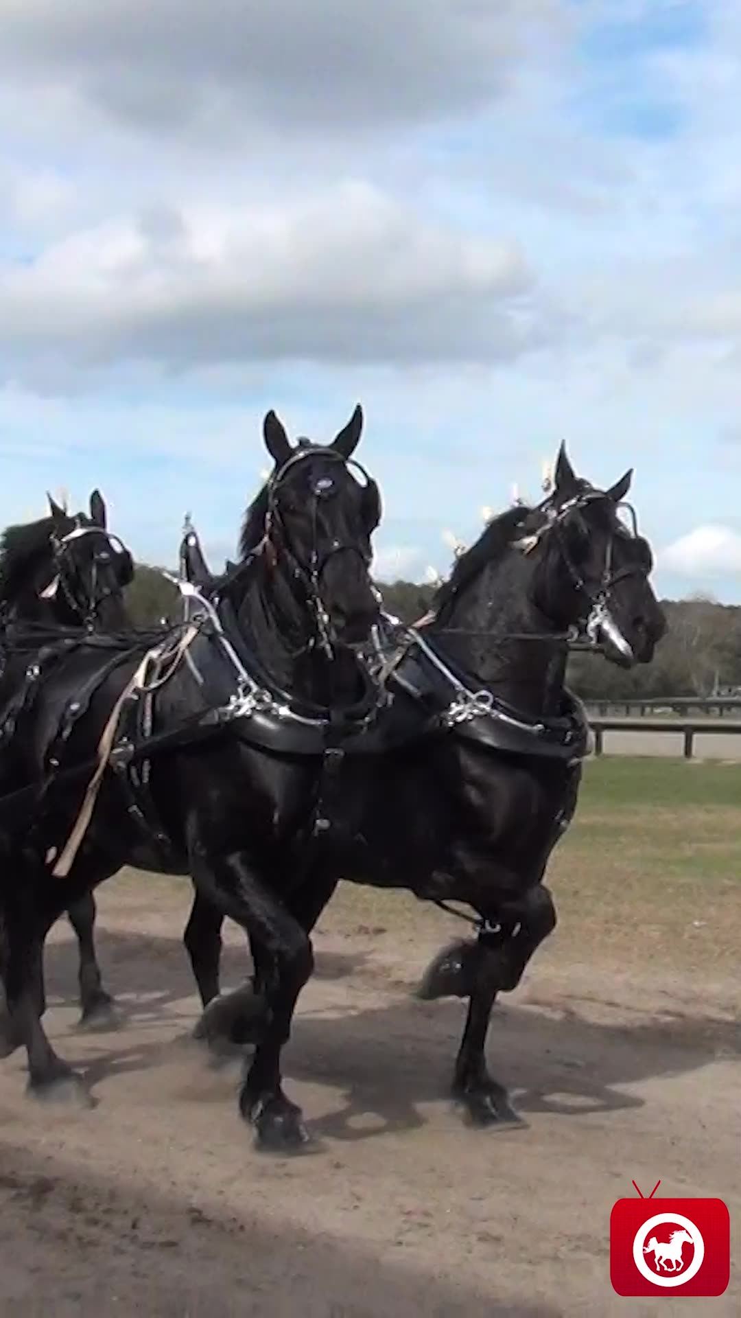 Champions in the Florida All Breed Six Horse Hitch