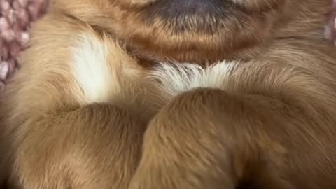 "Tiny Pup's Dreamy Nap Time 🐶💤"