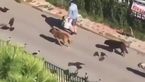 Real Life Doctor Doolittle
