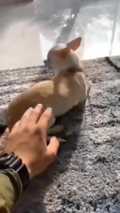 Gr liton best fun TV, Funny Video Clips # - 91