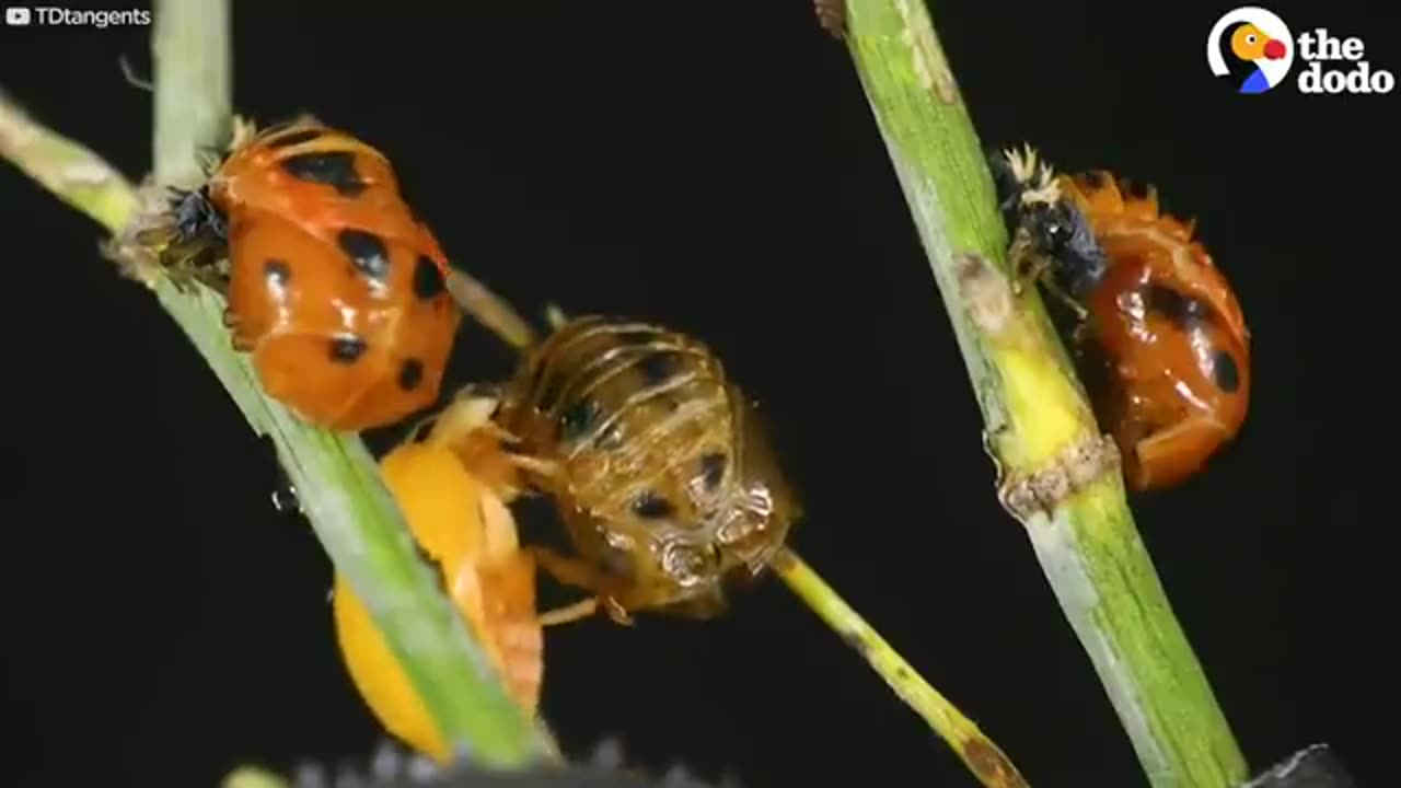 The Stunning Life Cycle Of A Ladybug | The Dodo