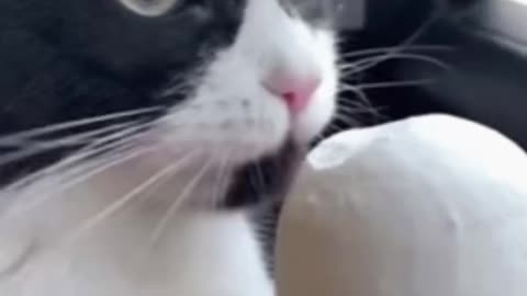 Cute Cat Gif