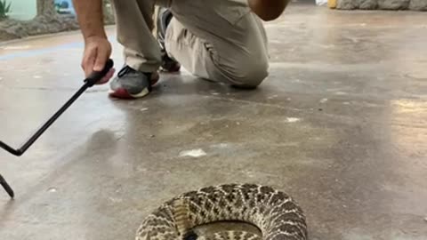 Don’t mess with rattlesnakes 🚫🐍 #shorts #snakes #reptiles #animals