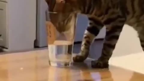🤣 Funny Cat Fails | Try Not To Laugh ! ! ! 🤣