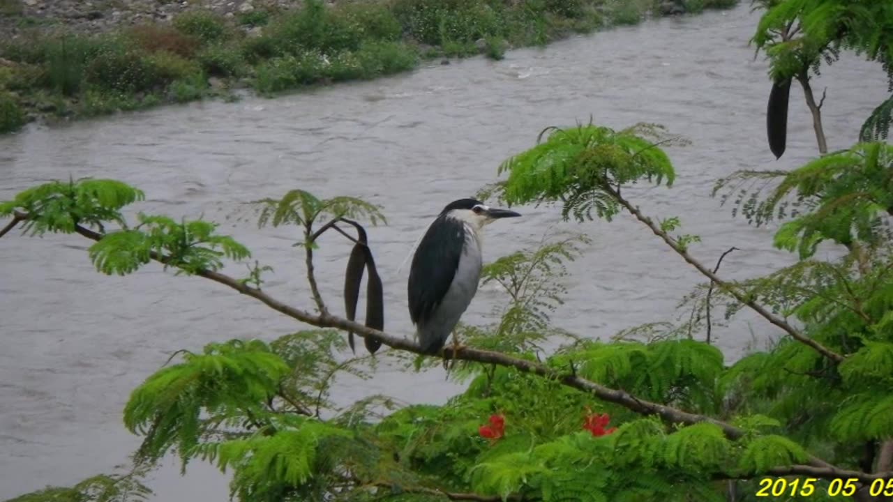 15_0603 西北亨亨