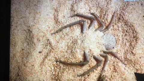 the awesome sand spider attack