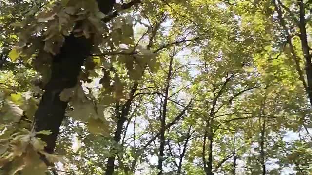 NOTICE - Man and society #forest