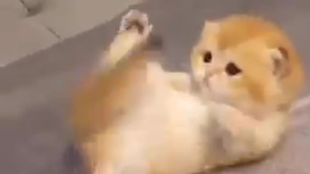 Cute baby cat playing