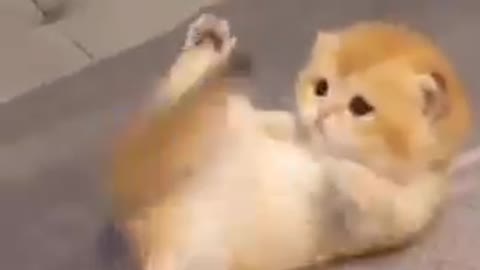 Cute baby cat playing