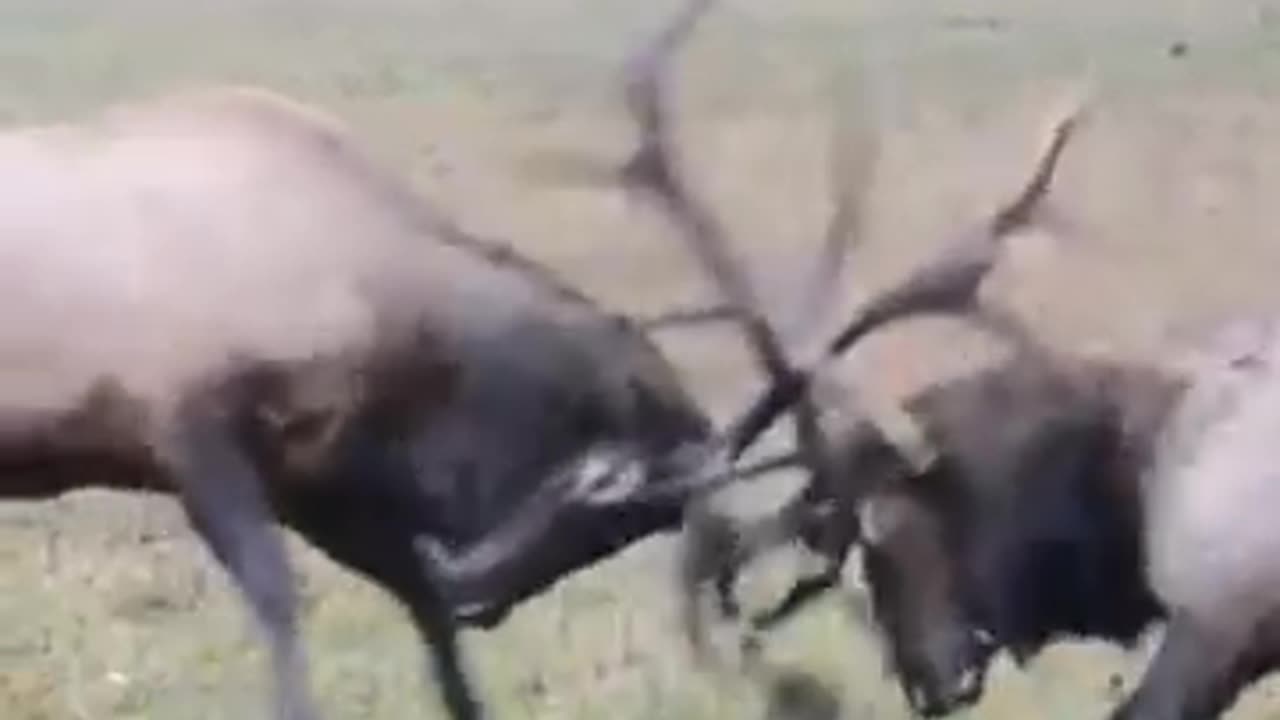 wild animals fight