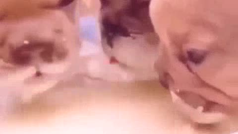 Best funny animal video 2022😂funniest dogs and cats