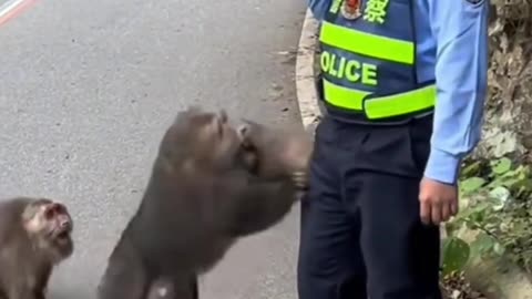 Crazy Monkey robbed the driver and even had the traffic police on edge
