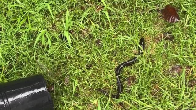 A Slithery Rescue