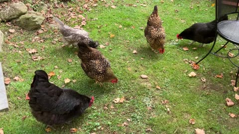 Chickens Foraging in the Afternoon #chickens #freerangechickens