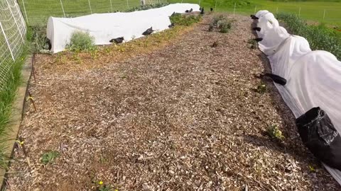 CHICKEN SALE, Farmers' Market Update & What's Growing 5-9-24