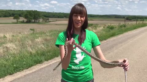 How to Properly Handle Non-Venomous Snakes | Snake Handling Tips