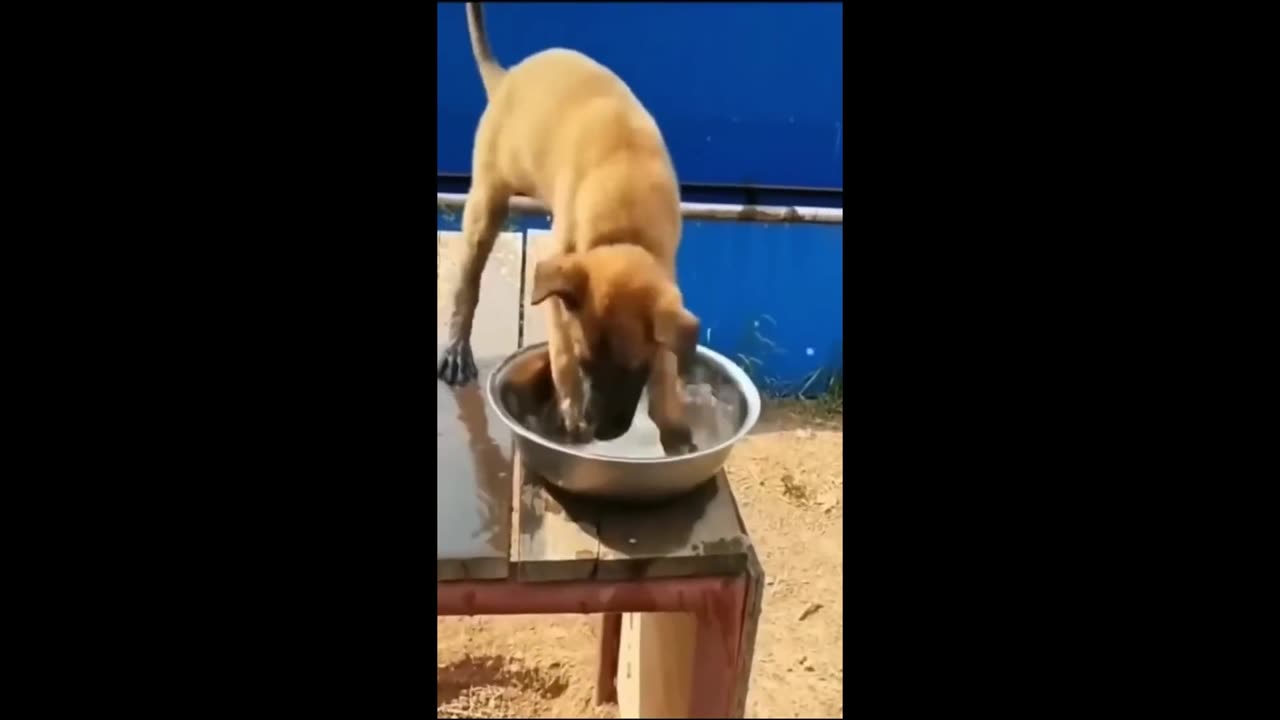 Animal funny video