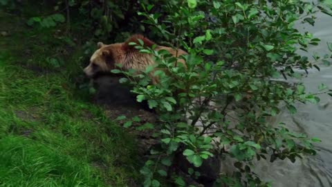 Amazing Brown Bear Nature Scenery Nature animal copyright free video 100