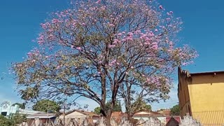 Show da natureza florida dentro da cidade! Aqui em Aparecida de Goiânia