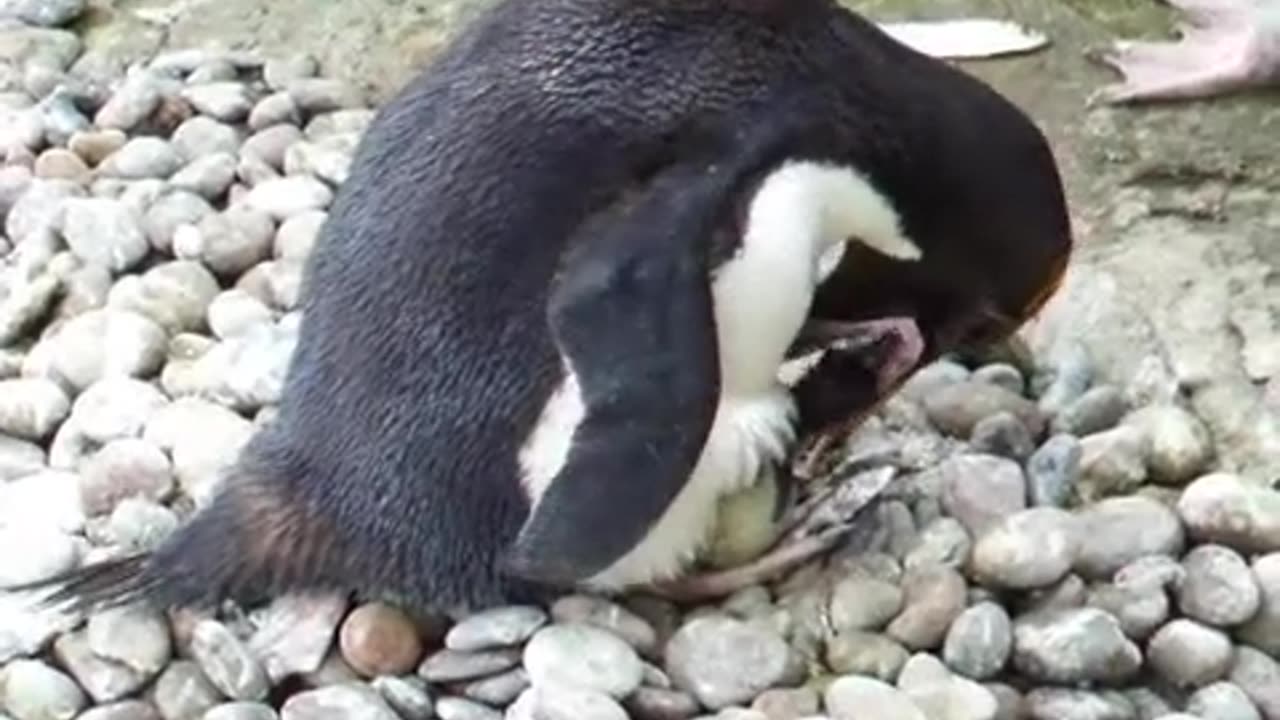 Macaroni Penguin Chick at Living Coasts Torqua