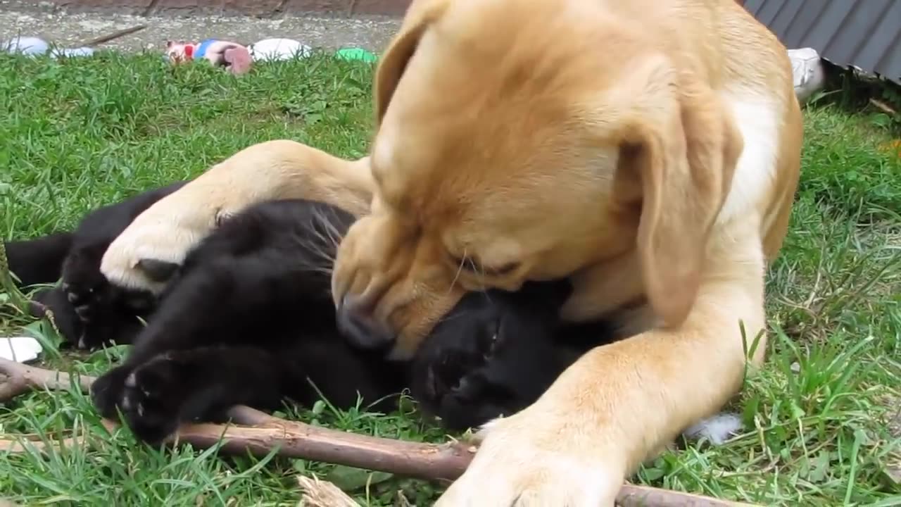 DOG EATS CAT ALIVE 😱😨 😰 BONES CRACKING, CAT IS SUFFERING