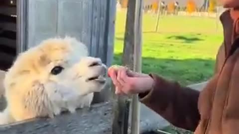 Don't Disrespect The Alpaca