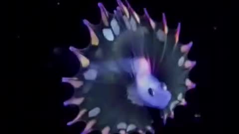 Nature: This is a baby rainbow tripod fish. Beautiful.