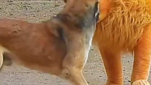 Fake Lion vs Dog Funny Video