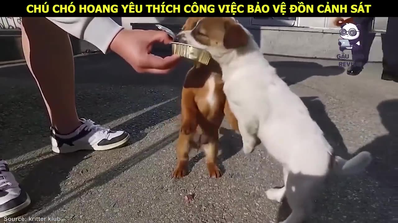 Chú Chó Trắng hiểu chuyện luôn bên cạnh và làm bà vui mỗi ngày - Review Con Người Và Cuộc Sống